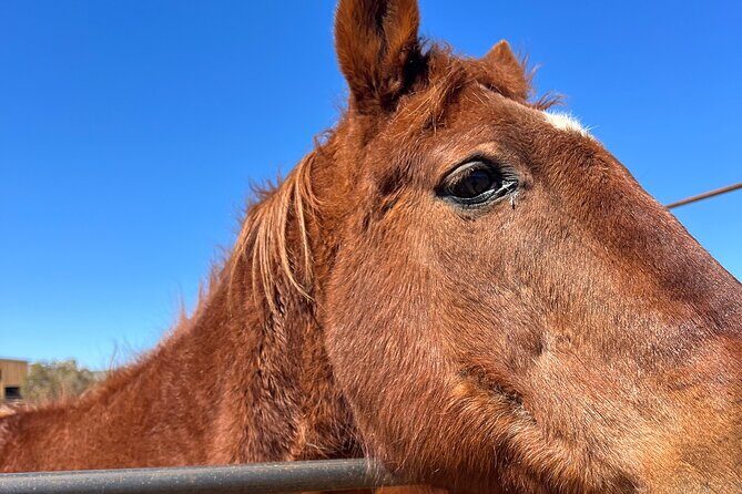 Grand Canyon ATV Tour + Horseback Riding Tour - FAQ