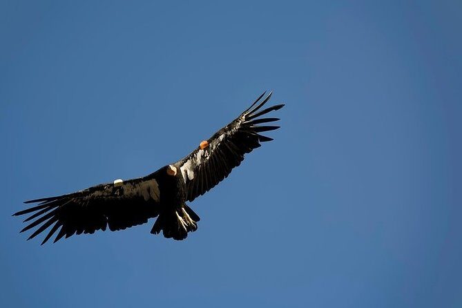 Grand Canyon Hiking Day Trip from Sedona or Flagstaff - Who Is This Tour Best For?