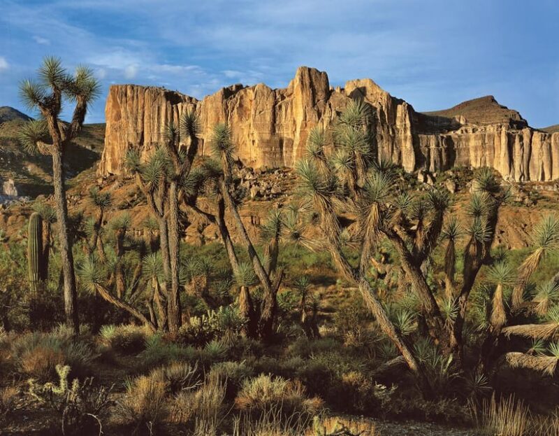 Grand Canyon Hoover Dam and Joshua Tree VIP Small Group Tour - FAQ