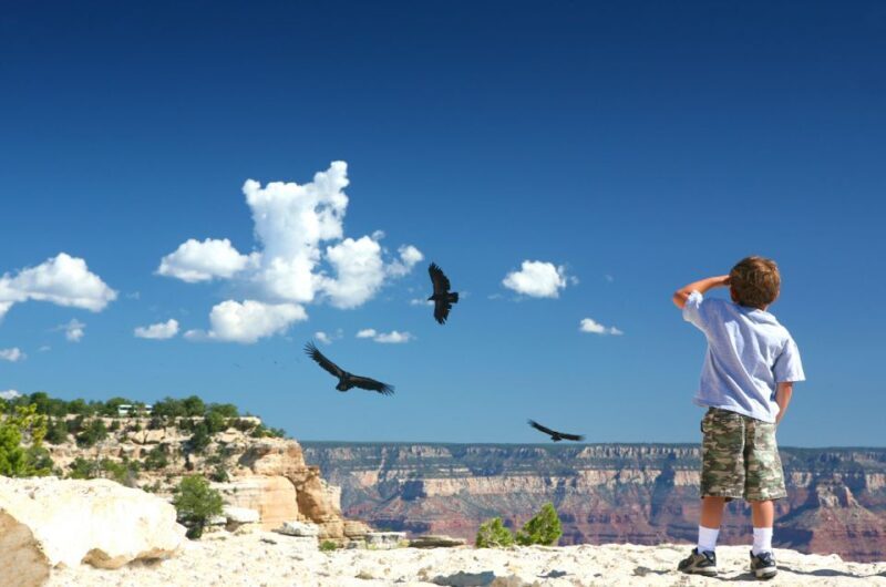 Grand Canyon: Morning Off-Road Safari with Skip the Gate - The Sum Up: Who Should Consider This Tour?