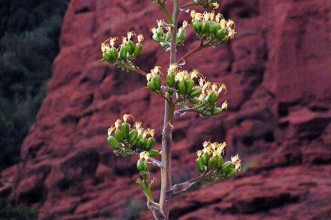 Grand Canyon South Rim Day Trip from Flagstaff - Setting Expectations for Your Adventure