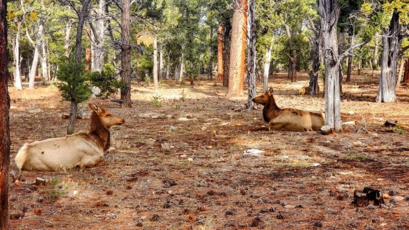 Grand Canyon South Rim Tour with Lunch included - Final Thoughts