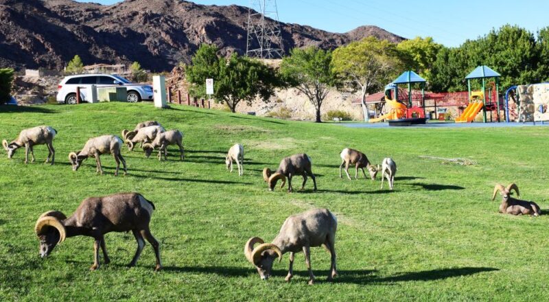 Grand Canyon West & Hoover Dam Combo Tour - Helpful FAQs