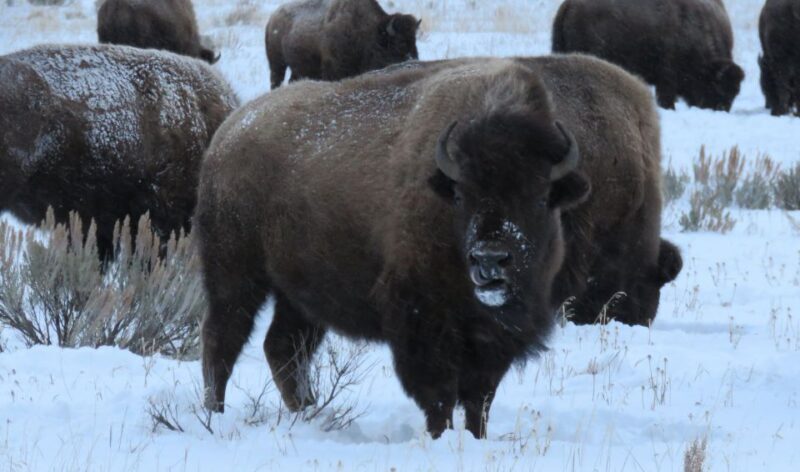 Grand Teton National Park: Wildlife Tour and Sleigh Ride - Who Is This Tour Best Suited For?