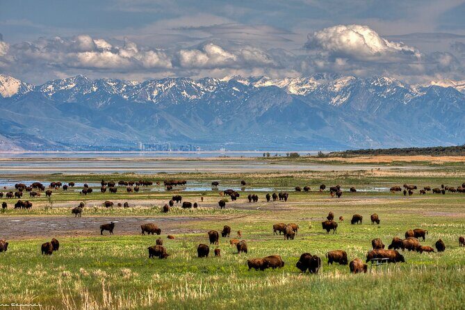 Grand Teton, Yellowstone, and Glacier National Parks 8-Day Tour - Final Thoughts