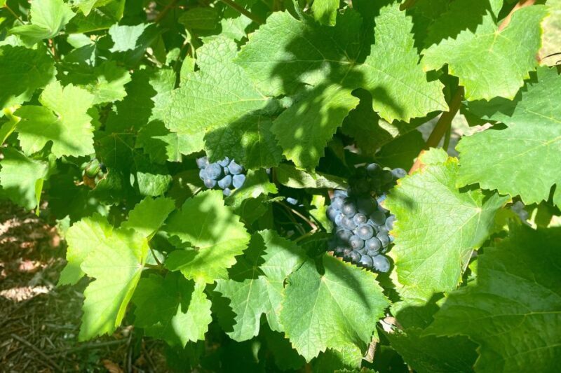 Grand Vintage Private Champagne Moet Chandon Veuve Clicquot - Reims and the Historic Cathedral