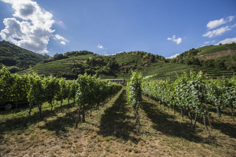 Grape Grazing: Wachau Valley Winery Biking Tour - Diving into the Itinerary