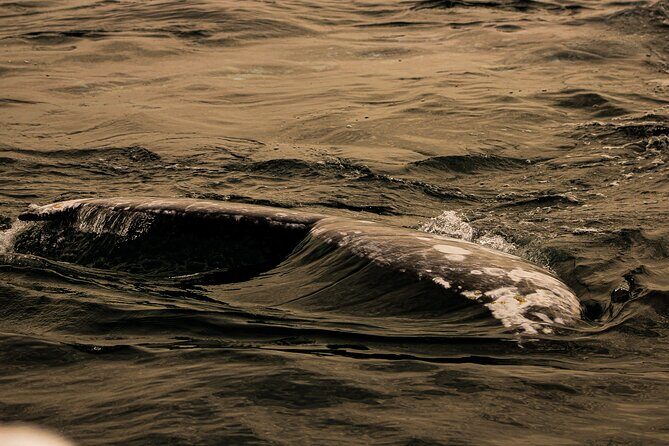 Gray Whale Journey: 10-Hour Tour with 3 Hours of Whale Watching - FAQ