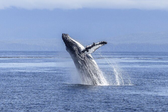Gray Whale Tour Private Group from La Paz Limited to 8 - Frequently Asked Questions