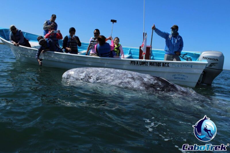 Gray Whale-Watching 2-Day Experience in Magdalena Bay - What’s Included and What You Should Know