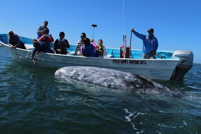 Gray Whale-Watching 2-Day Experience in Magdalena Bay - Key Points