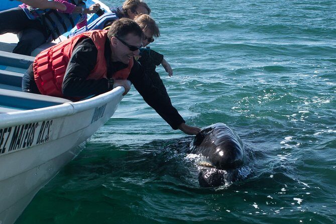 Gray Whale-Watching 2-Day Experience in Magdalena Bay - An Honest Look at the Magdalena Bay Whale-Watching Tour