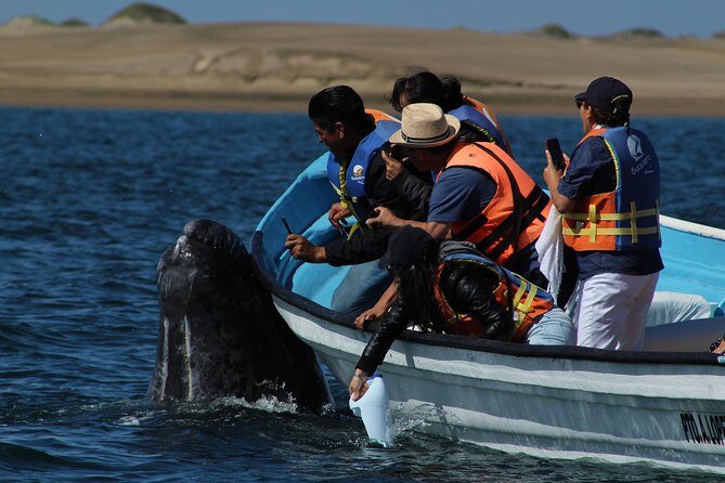Gray Whale-Watching 2-Day Experience in Magdalena Bay - Frequently Asked Questions