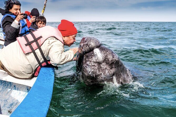 Gray Whale Watching Expedition at Magdalena Bay - A Detailed Look at the Gray Whale Watching Expedition