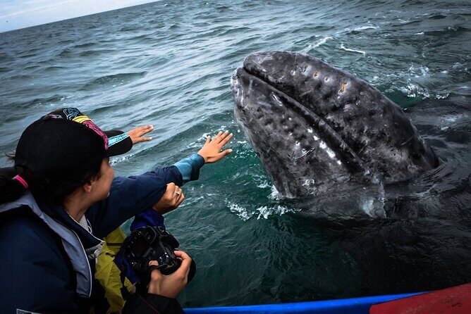 Gray Whale Watching Expedition at Magdalena Bay - FAQs