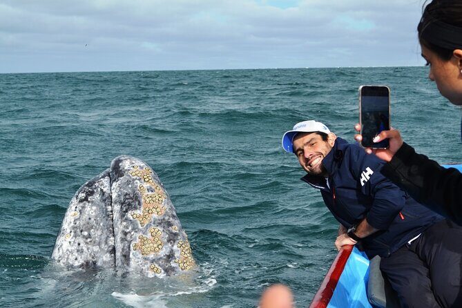 Gray Whale Watching in Bahia Magdalena - An Honest Look at Gray Whale Watching in Bahia Magdalena