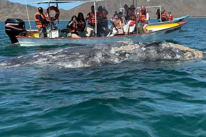 Gray Whale watching in Magdalena Bay From Los Cabos - The Booking and Cancellation Details