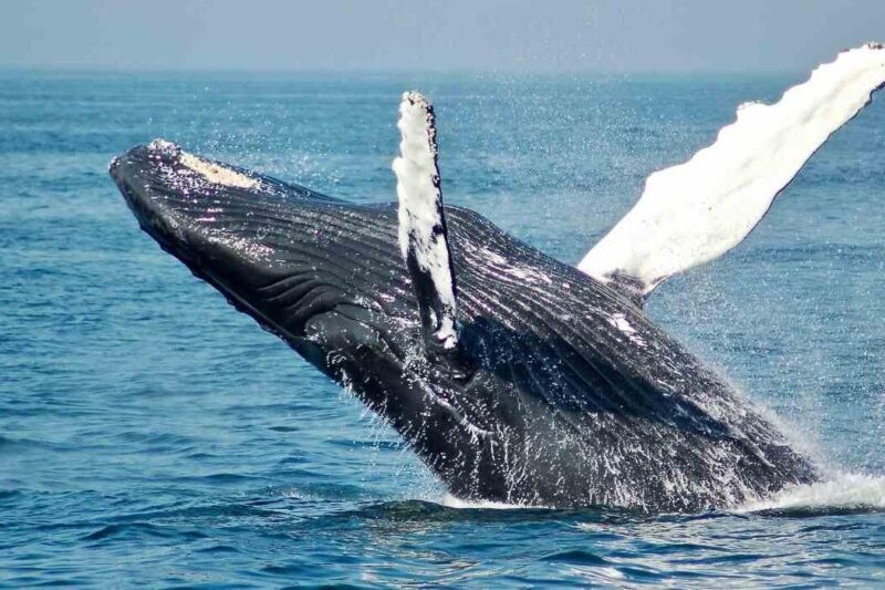 Gray Whale watching in Magdalena Bay From Los Cabos - Real Travelers’ Thoughts (Based on reviews)