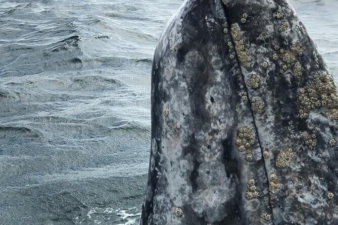 Gray Whale watching in Magdalena Bay From Los Cabos - Final Thoughts: Is It Worth It?