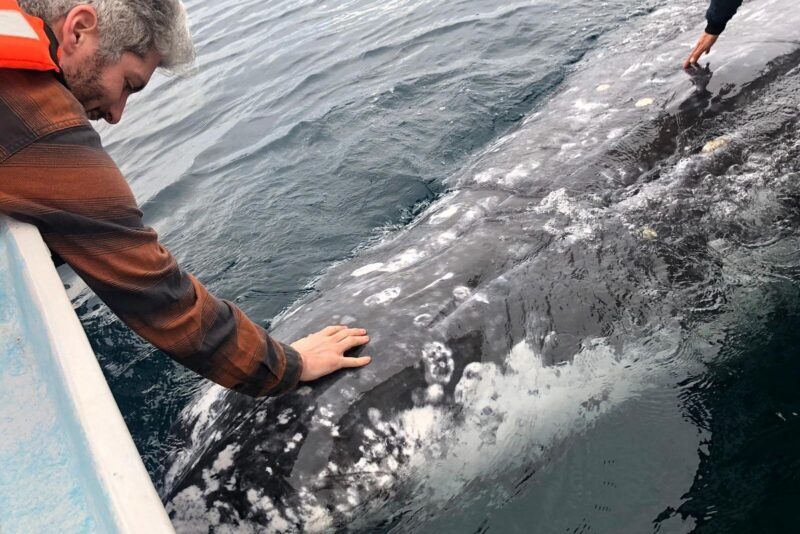 Gray Whale watching in Magdalena Bay From Los Cabos - FAQ