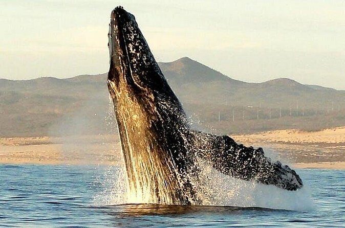Gray Whale Watching Tour at Lopez Mateos - Who Is This Tour Best For?