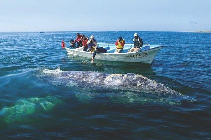 Gray Whale Watching Tour at Lopez Mateos - FAQ