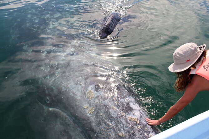 Gray Whale Watching Tour with Marine Biologist and Small Group - Key Points