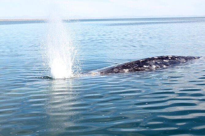 Gray Whale Watching Tour with Marine Biologist and Small Group - Who Will Love This Tour?