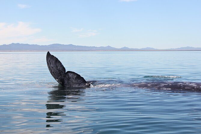 Gray Whale Watching Tour with Marine Biologist and Small Group - The Bottom Line