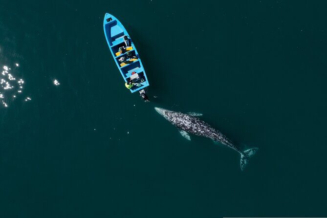 Gray Whales Watching in Magdalena Bay - Why the Small Group and Expert Guide Matter