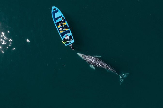 Gray Whales Watching in Magdalena Bay - Who Should Consider This Tour?