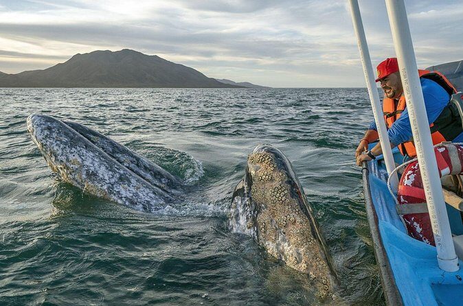 Gray Whales Watching in Magdalena Bay - Final Words
