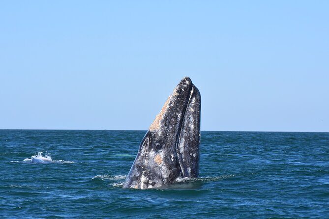 Gray Whales Watching in Magdalena Bay - FAQ