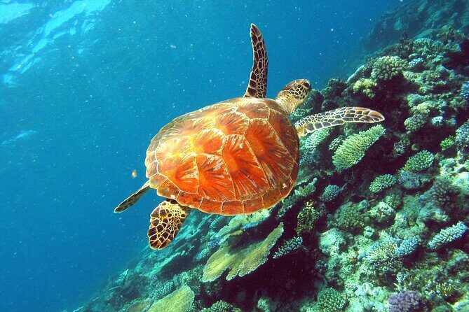 Great Barrier Reef Small Group Snorkelling Adventure - Who is this tour best suited for?