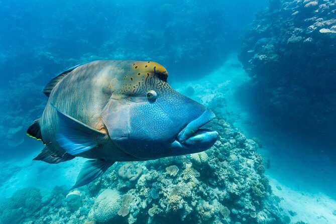 Great Barrier Reef Snorkeling and Diving Cruise from Cairns - Considerations and Potential Downsides