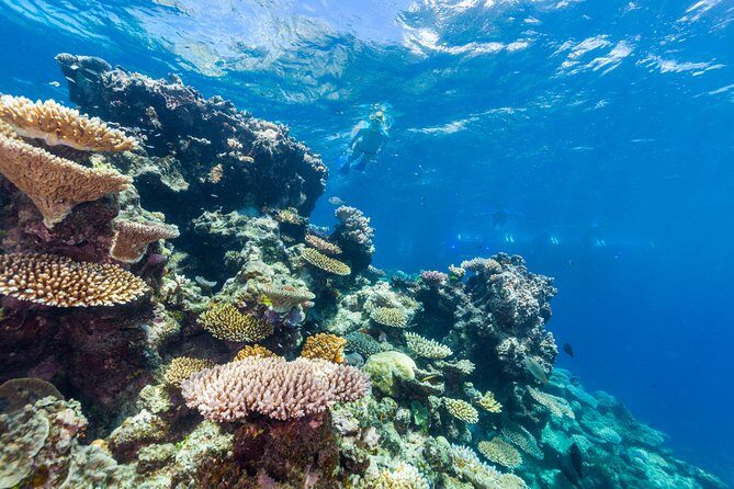 Great Barrier Reef Snorkeling and Diving Cruise from Cairns - Final Thoughts: Is This the Reef Tour for You?