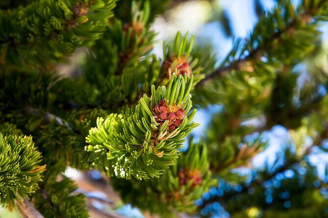 Great Basin National Park Self-Guided Audio Tour - Summary
