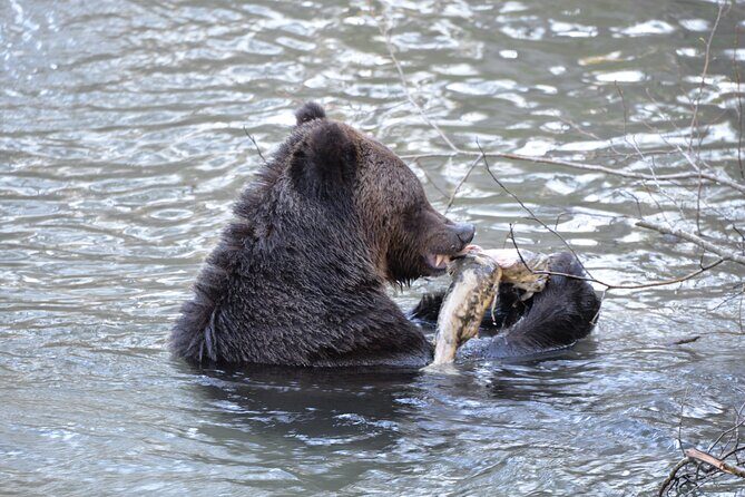 Great Bears of Bute: Grizzly Bear Viewing & Indigenous Cultural Tour - FAQs