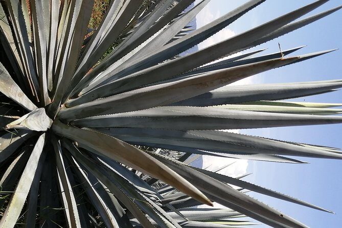 Great Experience With A Tour Guide With Spark - FAQ