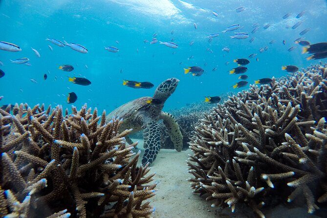 Great Keppel Island Adventure Tour - Snorkel and Boomnet - Who Is This Tour Best For?