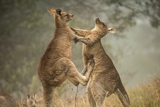 Great Ocean Road 12 Apostles Tour - Less crowd more highlights - A Deep Dive Into the Tour Experience