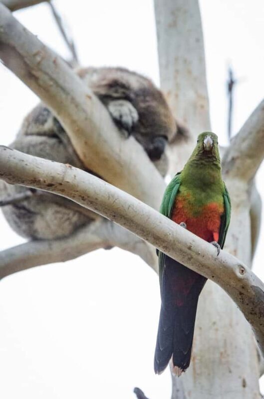 Great Ocean Road Reverse Tour with Iconic Stops & Wildlife - Who Is This Tour Best For?