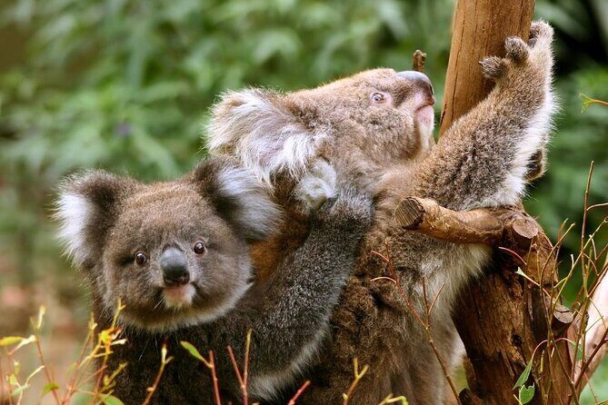 Great Ocean Road Small-Group Eco Tour from Melbourne - FAQ