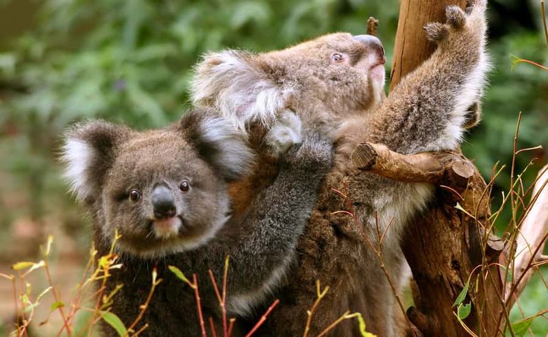 Great Ocean Road Tour w/ Deluxe Minibus & Top-Rated Guide - Port Campbell National Park: Twelve Apostles Worth the Time