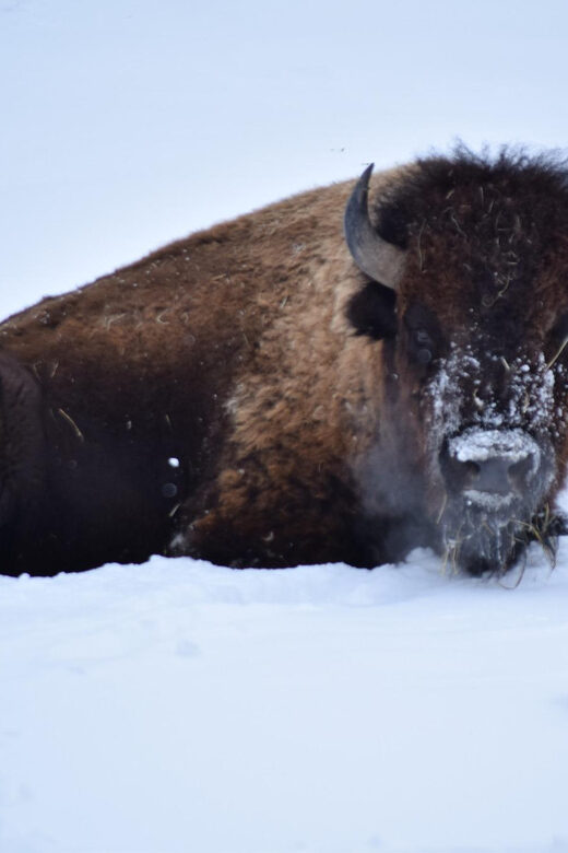 Great Plains Zoo - What to Expect at the Great Plains Zoo