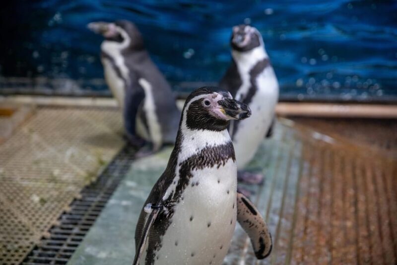 Great Plains Zoo - Final Thoughts