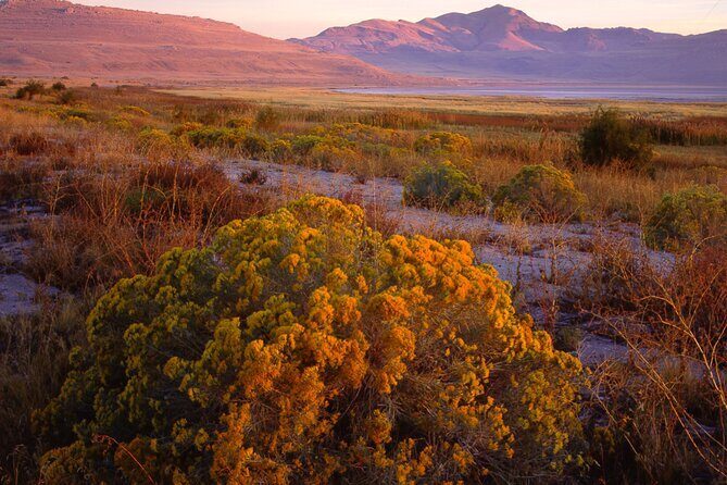 Great Salt Lake and Antelope Island Day Tour - Exploring the Great Salt Lake and Antelope Island: A Honest Review of the Day Tour