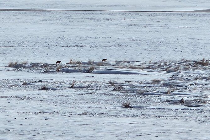 Great Salt Lake and Antelope Island Day Tour - The Sum Up