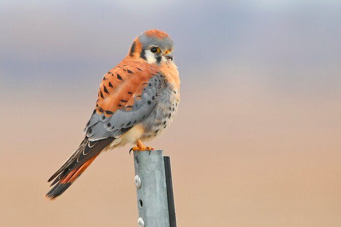 Great Salt Lake Birding and Nature Adventure - What to Expect During the Tour