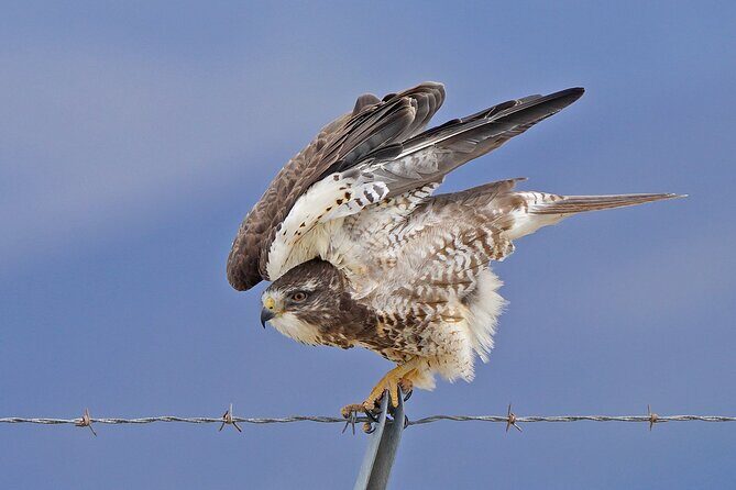 Great Salt Lake Birding and Nature Adventure - The Real Experience: What Visitors Say